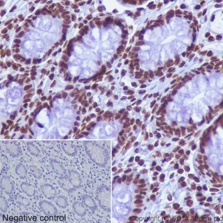 Immunohistochemistry (Formalin/PFA-fixed paraffin-embedded sections) - Anti-Histone H3 (di methyl K79) antibody [EPR17467] - BSA and Azide free (AB249947)