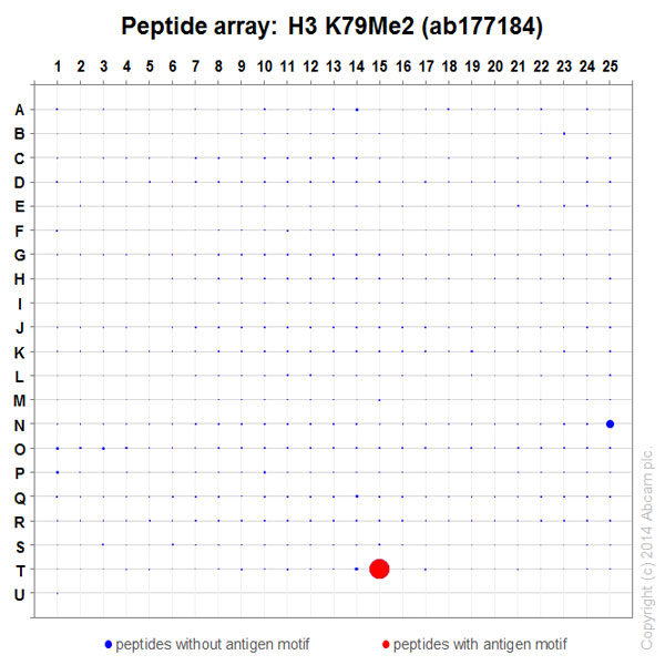 Peptide Array - Anti-Histone H3 (di methyl K79) antibody [EPR17467] - BSA and Azide free (AB249947), expandable thumbnail