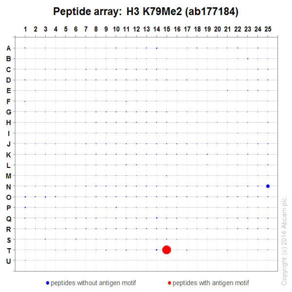 Peptide Array - Anti-Histone H3 (di methyl K79) antibody [EPR17467] - BSA and Azide free (AB249947)