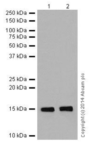 Western blot - Anti-Histone H3 (di methyl K79) antibody [EPR17467] - BSA and Azide free (AB249947), expandable thumbnail