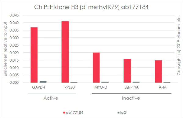 ChIP - Anti-Histone H3 (di methyl K79) antibody [EPR17467] - ChIP Grade (AB177184)