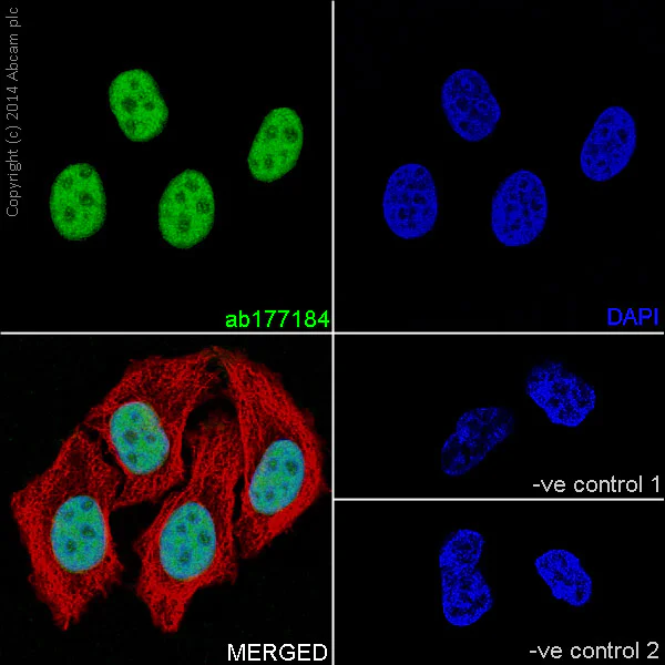 Immunocytochemistry/ Immunofluorescence - Anti-Histone H3 (di methyl K79) antibody [EPR17467] - ChIP Grade (AB177184)