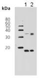 Western blot - Anti-Histone H3 (di methyl K9) antibody (AB115159)