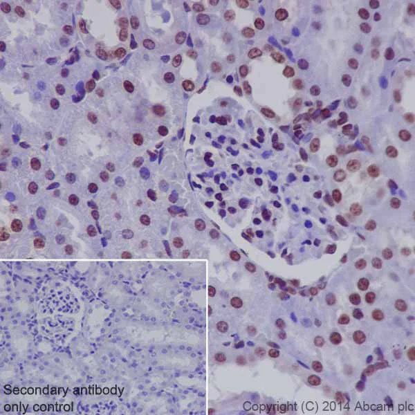 Immunohistochemistry (Formalin/PFA-fixed paraffin-embedded sections) - Anti-Histone H3 (di methyl K9) antibody [EP16990] - BSA and Azide free (AB239403)