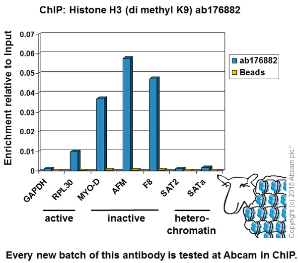 ChIP - Anti-Histone H3 (di methyl K9) antibody [EP16990] - ChIP Grade (AB176882)