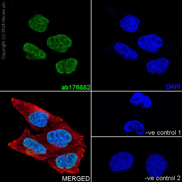 Immunocytochemistry/ Immunofluorescence - Anti-Histone H3 (di methyl K9) antibody [EP16990] - ChIP Grade (AB176882)