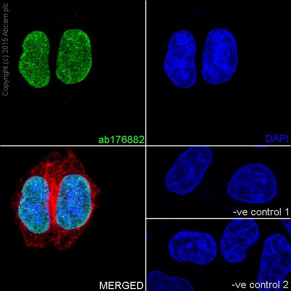 Immunocytochemistry/ Immunofluorescence - Anti-Histone H3 (di methyl K9) antibody [EP16990] - ChIP Grade (AB176882)