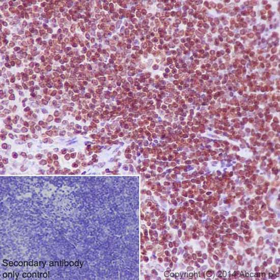 Immunohistochemistry (Formalin/PFA-fixed paraffin-embedded sections) - Anti-Histone H3 (di methyl K9) antibody [EP16990] - ChIP Grade (AB176882)