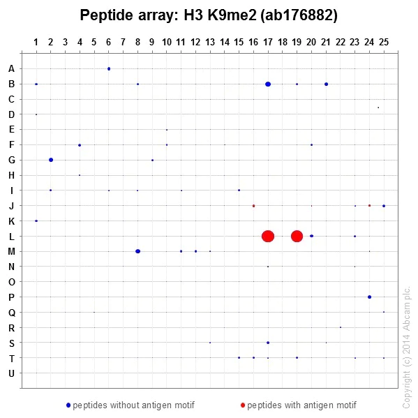 Peptide Array - Anti-Histone H3 (di methyl K9) antibody [EP16990] - ChIP Grade (AB176882)