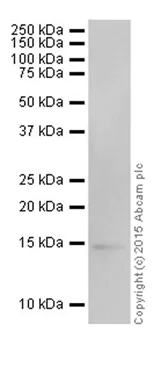 Western blot - Anti-Histone H3 (di methyl K9) antibody [EP16990] - ChIP Grade (AB176882)