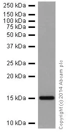 Western blot - Anti-Histone H3 (di methyl K9) antibody [EP16990] - ChIP Grade (AB176882)