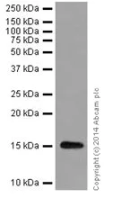 Western blot - Anti-Histone H3 (di methyl K9) antibody [EP16990] - ChIP Grade (AB176882)