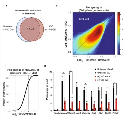 ChIP - Anti-Histone H3 (di methyl K9) antibody [mAbcam 1220] - ChIP Grade (AB1220)