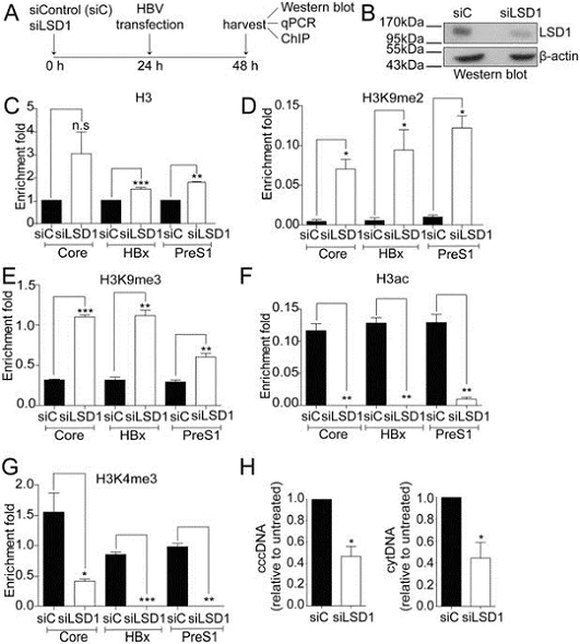 ChIP - Anti-Histone H3 (di methyl K9) antibody [mAbcam 1220] - ChIP Grade (AB1220)