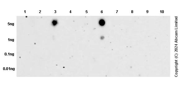 Dot Blot - Anti-Histone H3 (di methyl K9) antibody [mAbcam 1220] - ChIP Grade (AB1220)