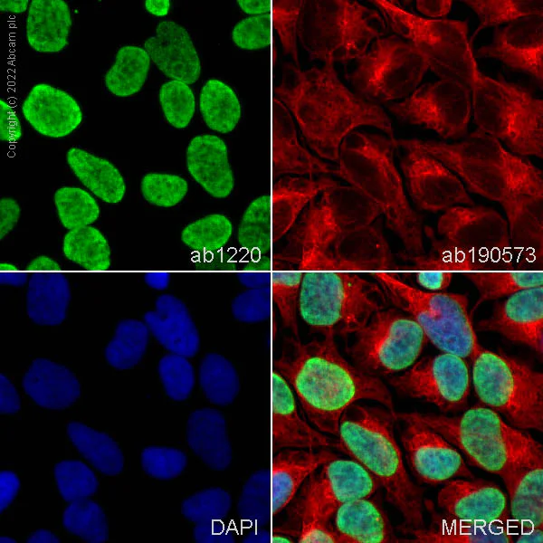 Immunocytochemistry/ Immunofluorescence - Anti-Histone H3 (di methyl K9) antibody [mAbcam 1220] - ChIP Grade (AB1220)