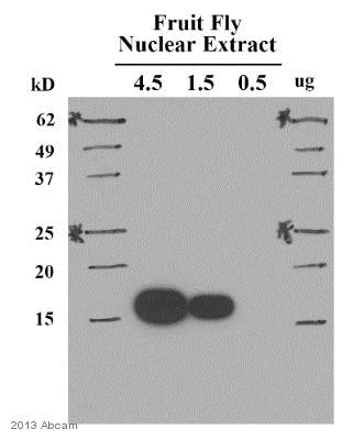 Western blot - Anti-Histone H3 (di methyl K9) antibody [mAbcam 1220] - ChIP Grade (AB1220)