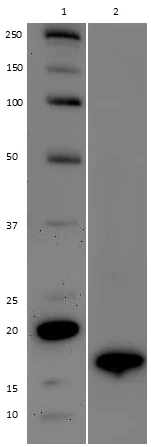 Western blot - Anti-Histone H3 (di methyl K9) antibody [mAbcam 1220] - ChIP Grade (AB1220)