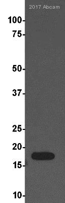 Western blot - Anti-Histone H3 (di methyl K9) antibody [mAbcam 1220] - ChIP Grade (AB1220)