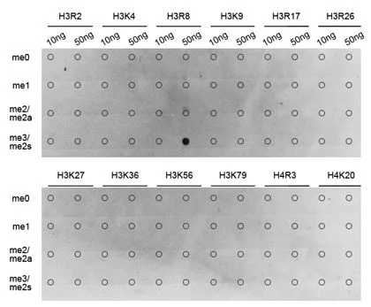 Dot Blot - Anti-Histone H3 (di methyl R8) antibody (AB194692)