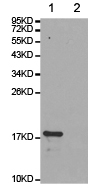Western blot - Anti-Histone H3 (di methyl R8) antibody (AB194692)