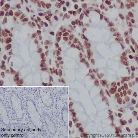 Immunohistochemistry (Formalin/PFA-fixed paraffin-embedded sections) - Anti-Histone H3 (formyl K122) antibody [EPR17896] - BSA and Azide free (AB249958)