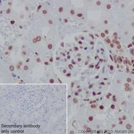 Immunohistochemistry (Formalin/PFA-fixed paraffin-embedded sections) - Anti-Histone H3 (formyl K122) antibody [EPR17896] - BSA and Azide free (AB249958)