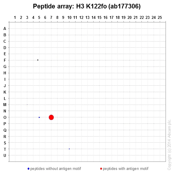 Peptide Array - Anti-Histone H3 (formyl K122) antibody [EPR17896] - BSA and Azide free (AB249958)