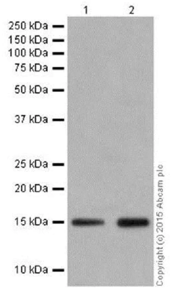Western blot - Anti-Histone H3 (formyl K122) antibody [EPR17896] - BSA and Azide free (AB249958)