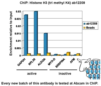 ChIP - Histone H3 (K4 methylation) Panel (mono methyl K4, di methyl K4, tri methyl K4) (AB103938)
