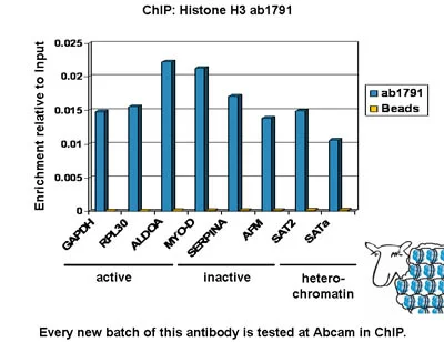 ChIP - Histone H3 (K4 methylation) Panel (mono methyl K4, di methyl K4, tri methyl K4) (AB103938)