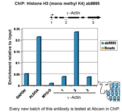ChIP - Histone H3 (K4 methylation) Panel (mono methyl K4, di methyl K4, tri methyl K4) (AB103938)