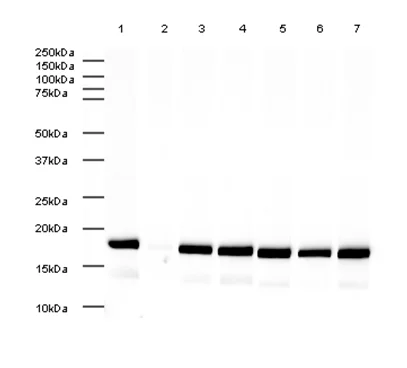 Western blot - Histone H3 (K4 methylation) Panel (mono methyl K4, di methyl K4, tri methyl K4) (AB103938)