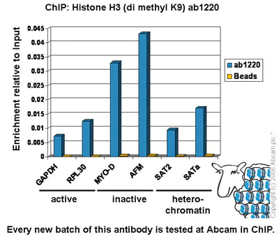 ChIP - Histone H3 (K9 methylation) Panel (mono methyl K9, di methyl K9, tri methyl K9) (AB113754)