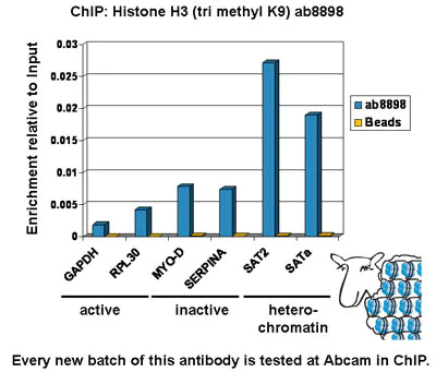 ChIP - Histone H3 (K9 methylation) Panel (mono methyl K9, di methyl K9, tri methyl K9) (AB113754)