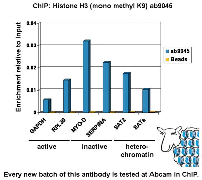 ChIP - Histone H3 (K9 methylation) Panel (mono methyl K9, di methyl K9, tri methyl K9) (AB113754)