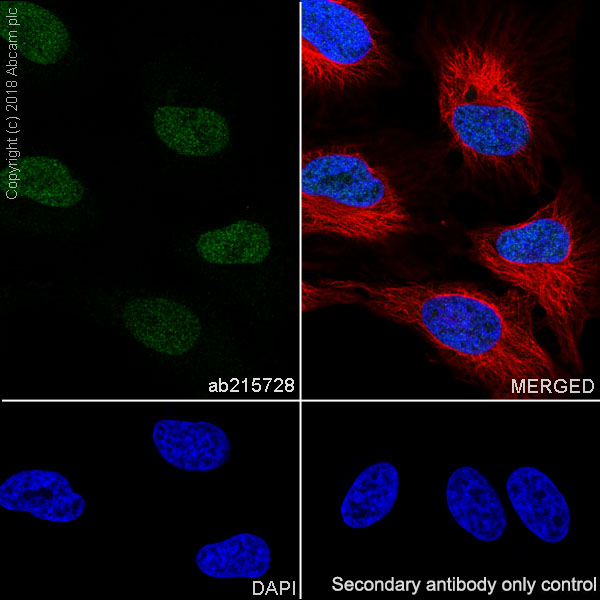 Immunocytochemistry/ Immunofluorescence - Anti-Histone H3 (methyl K37) antibody [EPR20970] (AB215728), expandable thumbnail