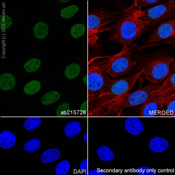 Immunocytochemistry/ Immunofluorescence - Anti-Histone H3 (methyl K37) antibody [EPR20970] (AB215728), expandable thumbnail