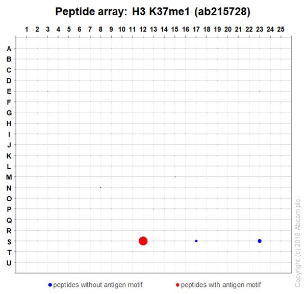 Peptide Array - Anti-Histone H3 (methyl K37) antibody [EPR20970] (ab215728), expandable thumbnail