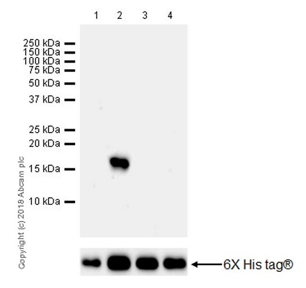 Western blot - Anti-Histone H3 (methyl K37) antibody [EPR20970] (AB215728), expandable thumbnail