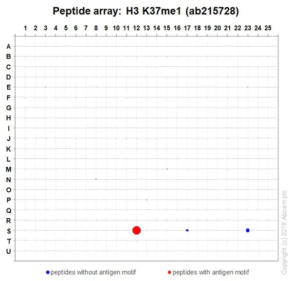 Peptide Array - Anti-Histone H3 (methyl K37) antibody [EPR20970] - BSA and Azide free (AB236275)
