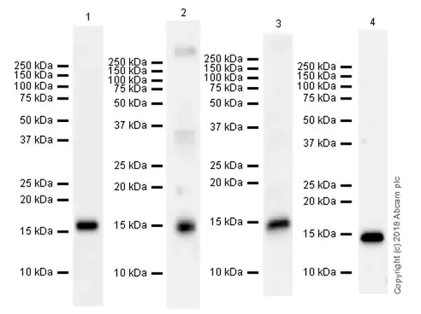Western blot - Anti-Histone H3 (methyl K37) antibody [EPR20970] - BSA and Azide free (AB236275)