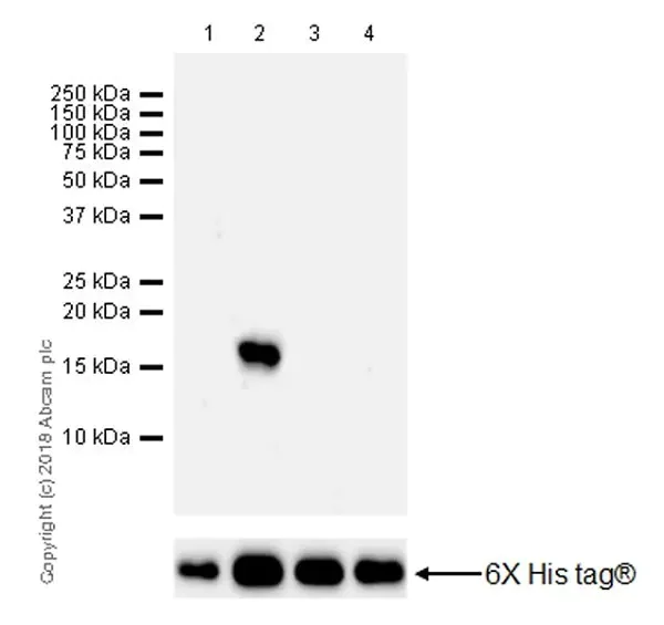 Western blot - Anti-Histone H3 (methyl K37) antibody [EPR20970] - BSA and Azide free (AB236275)