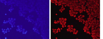 Immunocytochemistry/ Immunofluorescence - Anti-Histone H3 (methyl K79) antibody - ChIP Grade (AB194681)