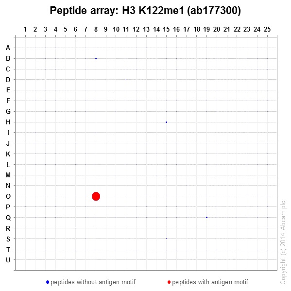 Peptide Array - Anti-Histone H3 (mono methyl K122) antibody [EPR17897] - BSA and Azide free (AB249956), expandable thumbnail