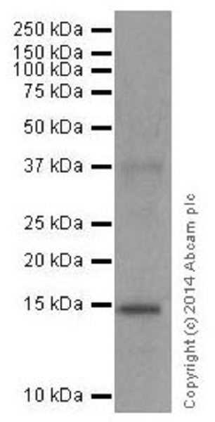 Western blot - Anti-Histone H3 (mono methyl K122) antibody [EPR17897] - BSA and Azide free (AB249956), expandable thumbnail