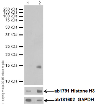 Western blot - Anti-Histone H3 (mono methyl K122) antibody [EPR17897] - BSA and Azide free (AB249956), expandable thumbnail
