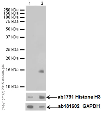 Western blot - Anti-Histone H3 (mono methyl K122) antibody [EPR17897] - BSA and Azide free (AB249956)