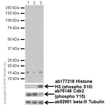 Western blot - Anti-Histone H3 (mono methyl K122) antibody [EPR17897] - BSA and Azide free (AB249956), expandable thumbnail