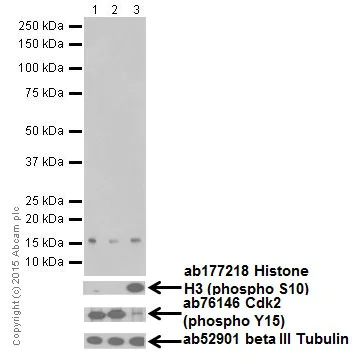 Western blot - Anti-Histone H3 (mono methyl K122) antibody [EPR17897] - BSA and Azide free (AB249956)